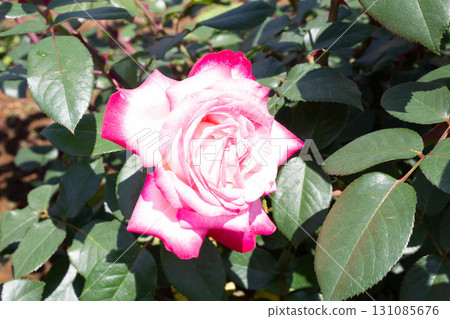 Roses (torch) 131085676