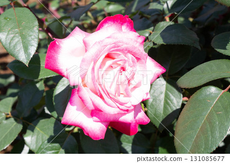 Roses (torch) Roses (torch) 131085677
