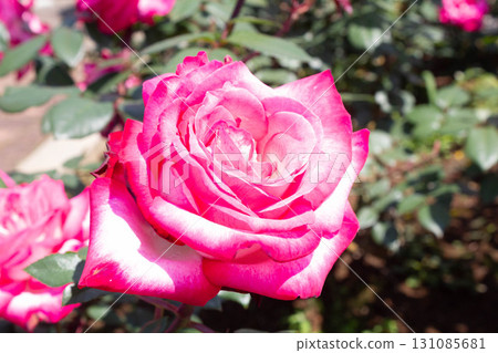 Roses (torch) Roses (torch) 131085681