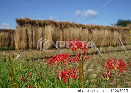 A cluster amaryllis blooming in satoyama 131085685