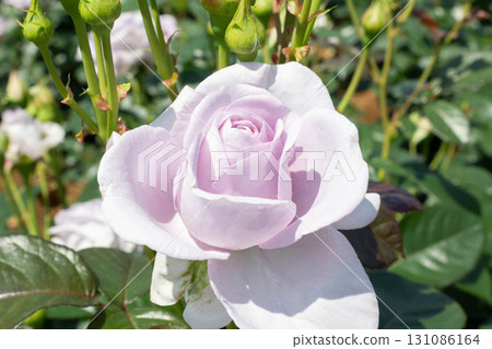 Rose (Blue Bayu) Rose (Blue Bayu) 131086164