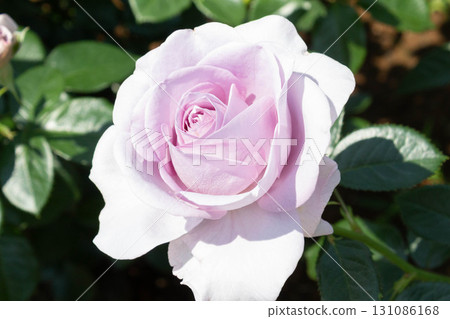 Rose (Blue Bayu) Rose (Blue Bayu) 131086168