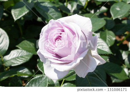 Rose (Blue Bayu) Rose (Blue Bayu) 131086171