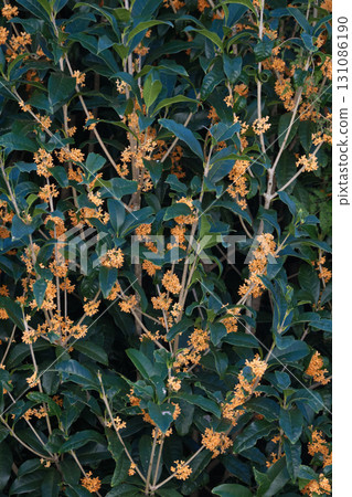 Autumn flowering osmanthus Autumn flowering osmanthus 131086190