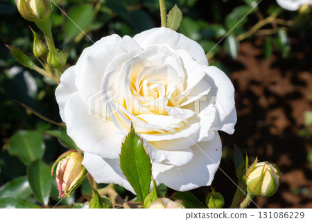 Rose (fabulous) 131086229