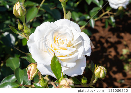 Rose (fabulous) 131086230