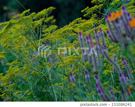 七種秋季草藥 夾竹桃科的黃色花朵 131086241
