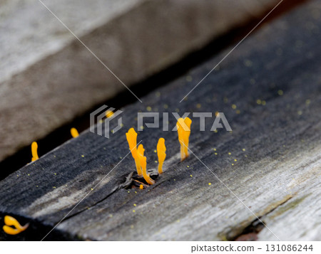 Occurrence of the Auricularia horn fungus 131086244