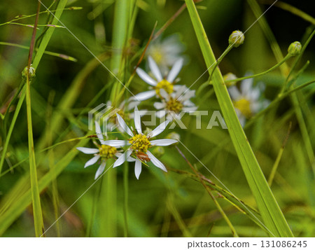 Asteraceae Asteraceae 131086245