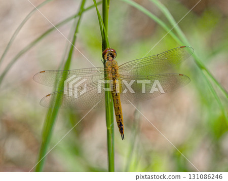Autumn dragonfly Wandering glider ♀ Autumn dragonfly Wandering glider ♀ 131086246
