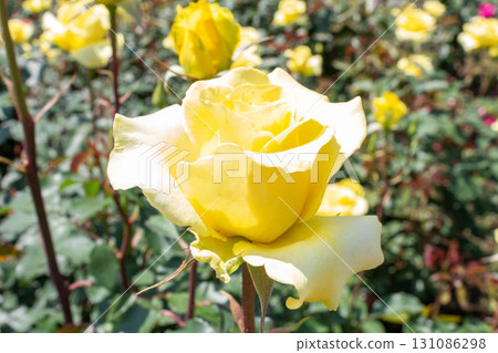 玫瑰（金色獎章） 131086298