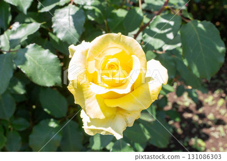 Rose (Golden Medallion) 131086303