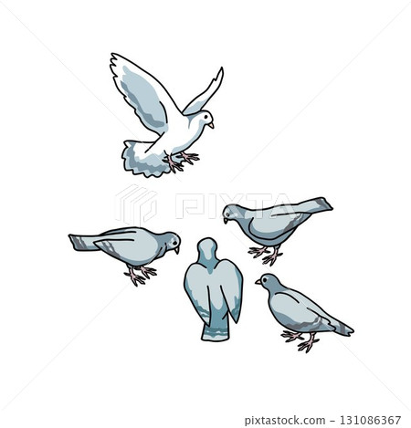 a group of pigeons pecking at the ground on white background a group of pigeons pecking at the ground on white background 131086367