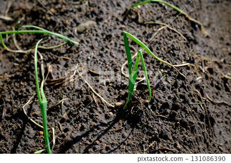 Onion seedlings grown in the field 131086390