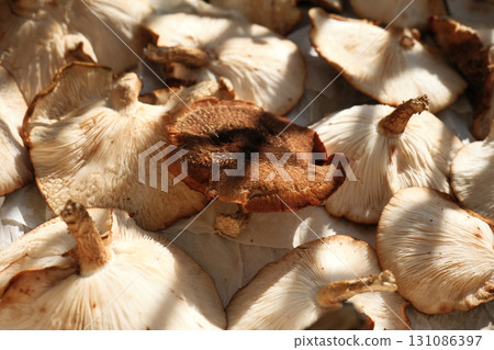 Sun-dried shiitake mushrooms Sun-dried shiitake mushrooms 131086397