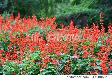 Salvia splendens Salvia splendens 131086649