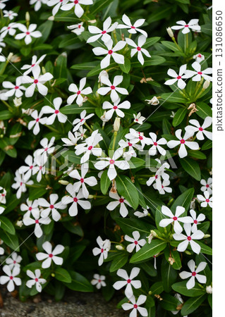 Catharanthus roseus 'Fairy Star' 131086650