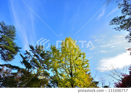 Looking up at the blue sky and autumn leaves 131086757