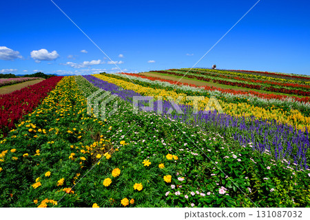 Flower Hill and Crai Garden Scenic Day, Miyagi Prefecture Flower Hill and Crai Garden Scenic Day, Miyagi Prefecture 131087032