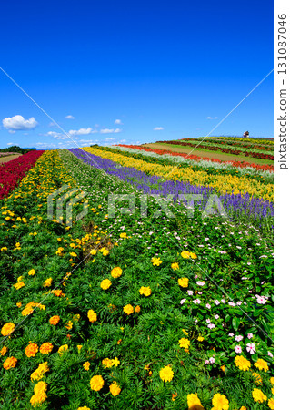 Yakurai Garden's Spectacular View Day, Miyagi Prefecture 131087046