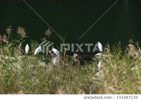A few little egrets resting together A few little egrets resting together 131087139