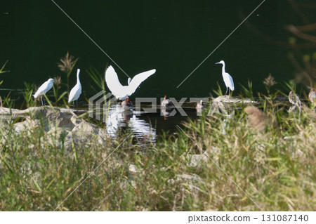 Little Egret spreading its wings 131087140