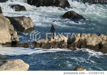 Great Cormorant at Sogi Falls Great Cormorant at Sogi Falls 131087141