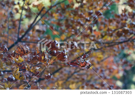 Withered maple Withered maple 131087303
