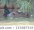 Male and female mallards floating on the water under pine branches 131087310