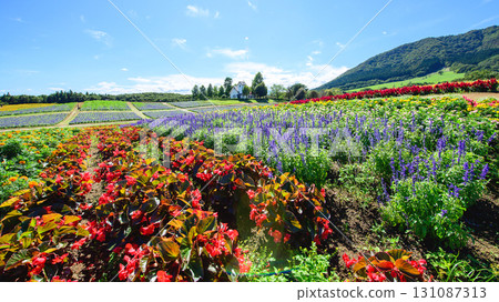 Refreshing flower fields at Yakurai Garden on a sunny day in Miyagi Prefecture Refreshing flower fields at Yakurai Garden on a sunny day in Miyagi Prefecture 131087313