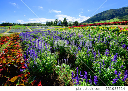 Refreshing flower fields at Yakurai Garden on a sunny day in Miyagi Prefecture Refreshing flower fields at Yakurai Garden on a sunny day in Miyagi Prefecture 131087314