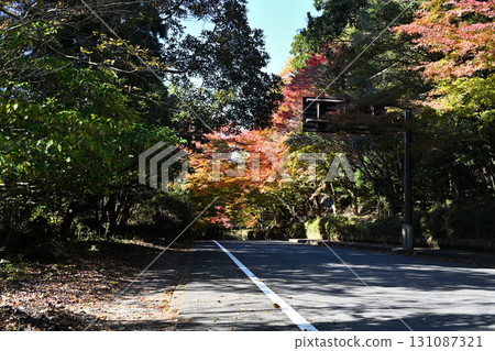 Autumn leaves around Kirishima Shrine Autumn leaves around Kirishima Shrine 131087321