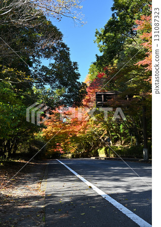 霧島神社週邊道路兩旁的紅葉 131087323