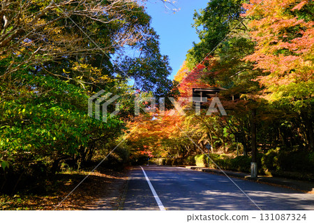 霧島神社國道223號線週邊的紅葉 131087324