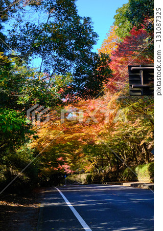 霧島神社週邊道路兩旁的紅葉最美 131087325