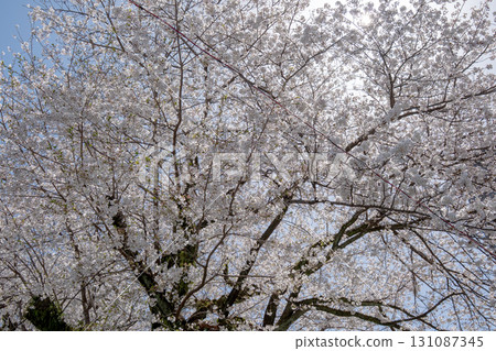 Cherry blossoms in full bloom shining in the blue sky 131087345