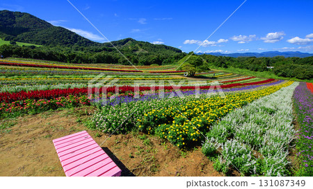 Colorful Flower Hill: Spectacular View of Yakurai Garden, Miyagi Prefecture Colorful Flower Hill: Spectacular View of Yakurai Garden, Miyagi Prefecture 131087349