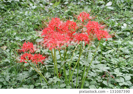 Red spider lily Red spider lily 131087390