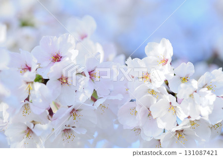 Sakura I saw someday 131087421