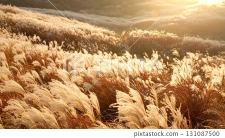 《AI圖片》秋日陽光下閃耀的日本蒲葦 131087500