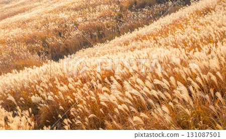 《AI Image》Japanese pampas grass shining in the autumn sun 131087501