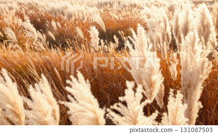 《AI圖片》秋日陽光下閃耀的日本蒲葦 131087503