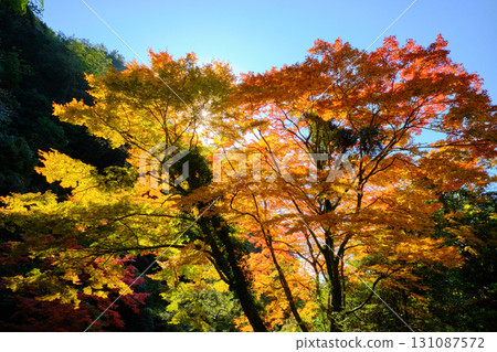 一棵壯麗美麗的秋樹 一棵壯麗美麗的秋樹 131087572