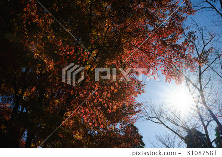 Red autumn leaves and sunlight Red autumn leaves and sunlight 131087581
