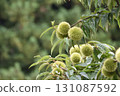 chestnut fruit in autumn 131087592