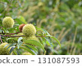 Chestnut fruit 131087593