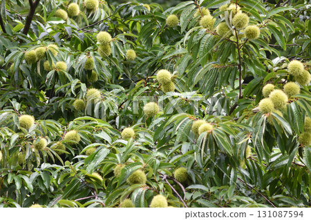 栗子樹 栗子樹 131087594