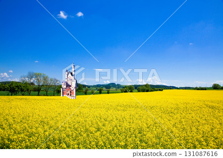 油菜花田與新天鵝堡的合成圖 131087616
