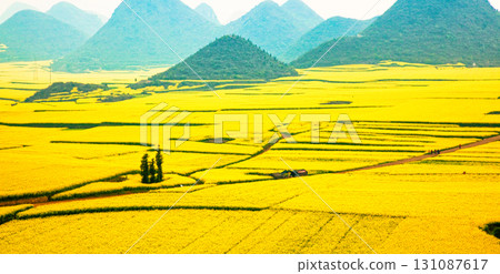 雲南羅平美麗的油菜花田 131087617