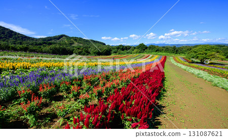 Beautiful flower fields spread out across Yakurai Garden on a sunny day in Miyagi Prefecture Beautiful flower fields spread out across Yakurai Garden on a sunny day in Miyagi Prefecture 131087621